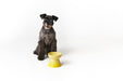 Le Creuset Pet Bowl Natural Pink Stain Resistant Microwave Safe for Pets-Kiichin - The #1 Place for Japanese Goods in Your Hand!