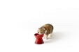 Le Creuset Pet Bowl Natural Pink Stain Resistant Microwave Safe for Pets-Kiichin - The #1 Place for Japanese Goods in Your Hand!
