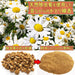 Lion Chemical Japan Natural Pyrethrum Mosquito Repellent - Regular Type (30 Rolls)-Kiichin - The #1 Place for Japanese Goods in Your Hand!